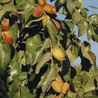 نهال عناب پیوندی|خدمات باغبانی و درختکاری|دیواندره, |دیوار