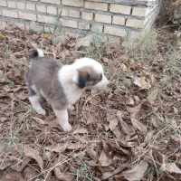 توله ی نر نژاد دار