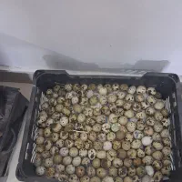 تخم بلدرچین