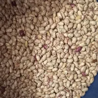 بذر لوبیا چیتی پاکوتاه