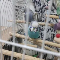 مرغ عشق انگلیسی گرید a|پرنده|الوند, |دیوار