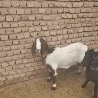 بز زاییده|حیوانات مزرعه|نیشابور, مازول|دیوار