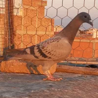 چاپی دوبال|پرنده|گنبد کاووس, |دیوار