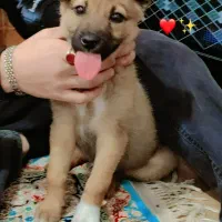 سگ نر بانمک