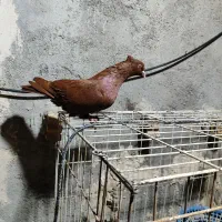 دوتا عدد نر رنگی درجه یک|پرنده|بندر ماهشهر, |دیوار