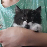 گربه پرشین دال فیس با تمام وسایل.