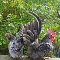 تخم‌ نطفه‌دار جاپنیز.زینتی