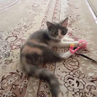 گربه بریتیش سه ماهه|گربه|سنندج, |دیوار