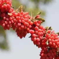 فروش زرشک