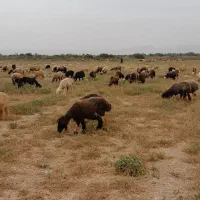 میش و بره|حیوانات مزرعه|گتوند, |دیوار
