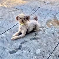 سگ پودل آپارتمانی|سگ|تربت‌حیدریه, شهرک ولیعصر|دیوار