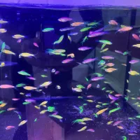 بار جدیدماهی و گیاه اکواریوم مارلین رسید|ماهی|زنجان, |دیوار