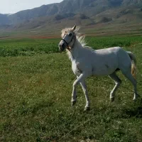 اسب ماده ۵ ساله