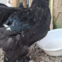 خروس برهما|حیوانات مزرعه|گوراب زرمیخ, |دیوار