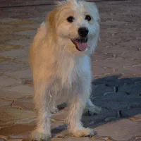 سگ شیتزو تریر