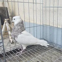 نراجری و ماده اجری خال سرکه ای|پرنده|کرمانشاه, |دیوار