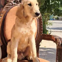 ژرمن موکوتاه ماده سامویید نر و ژرمن بلک|سگ|تهران, وردآورد|دیوار