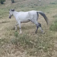 اسب
