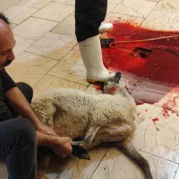 قصاب وسلاخ ماهر