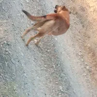 گمشده|سگ|بیجار, |دیوار