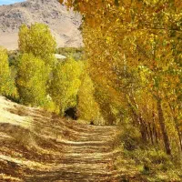 سرمایه گذاری یا شراکت