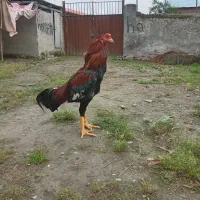 مرغ و خروس لاری