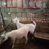 دو عدد بز سانا شیری مادر دختر