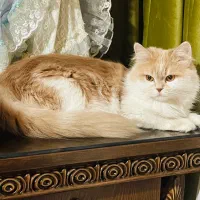 واگذاری رایگان