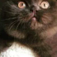 گربه بریتیش سیاه