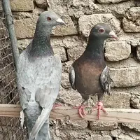 کبوترشهرستانی