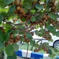 فروش کیوی مرغوب وبا کیفیت