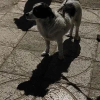 سگ اشپیتز خونگی|سگ|رباط‌کریم, کیکاور|دیوار