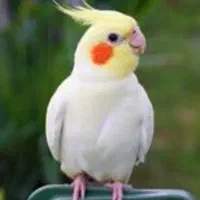 عروس هلندی لوتینو گمشده