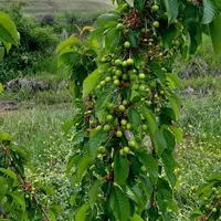 فروش باغچه به متراژ۲۰۰۰مترمربع