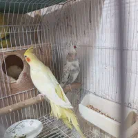 عروس هلندی ایزابلا و دوکت و جفت|پرنده|لنگرود, |دیوار