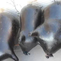 هیزه|ظروف نگهدارنده، پلاستیکی، یک‌بارمصرف|سرپل ذهاب, |دیوار