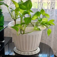 گلها دونه ای ۳۵۰ت
