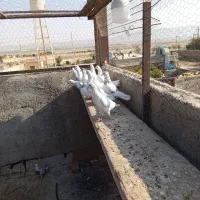 کفتر|پرنده|فشاپویه, |دیوار