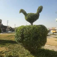 هرس کاری درختان سرو .لافسون .شمشاد باغ وویلا|خدمات باغبانی و درختکاری|مبارکه, |دیوار