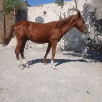 کره مادرزاد یورقه یکساله