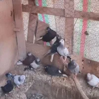 ۲۰تا کبوتر  فروشی
