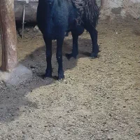قوچ دودندان