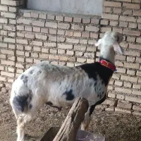 شیشک