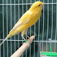 قناری. سوپر کشیده
