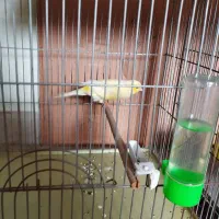 قناری سوپر درشت جوان ماده