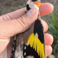 سهره های آنتیک|پرنده|فومن, |دیوار