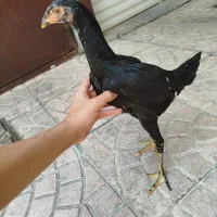 جوجه لاری