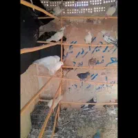 کفتر پرشی|پرنده|کاشان, راوند|دیوار