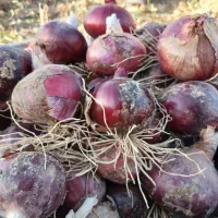 پیاز قرمز تبریز|خوردنی و آشامیدنی|دشتابی, |دیوار