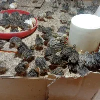 بلدرچین|حیوانات مزرعه|یزد, |دیوار